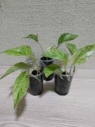 живые растения в аквариум купить: Эпипремнумы разных сортов. Укоренённые черенки. Экзотика,Марбл Эпл — 8