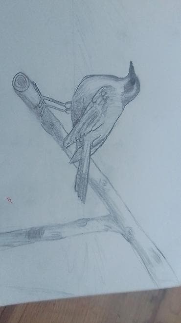 темир тапкыч: Портрет карандашом на бумаге нарисую вас тоже. за 150сом. я — 5