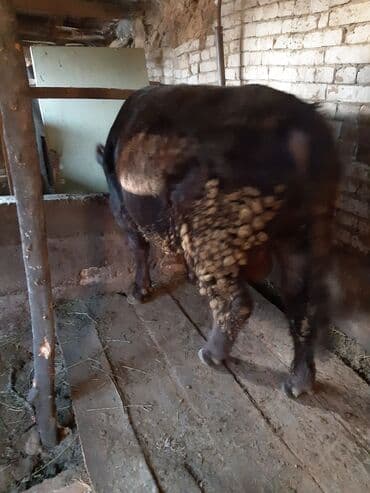 польша ат: Продаю | Бык (самец) | На откорм, На забой | Искусственник — 2