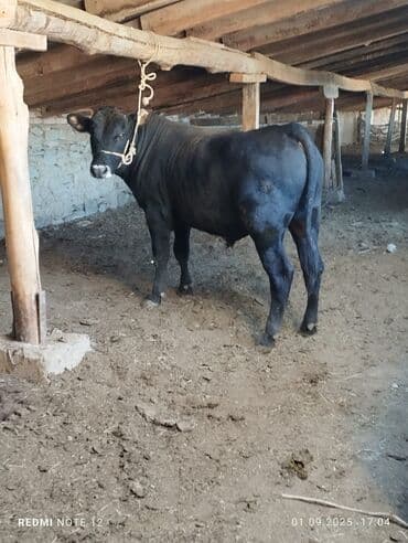 Сатам | Бука (эркек) | Бордоп семиртүү үчүн | Байланган — 1