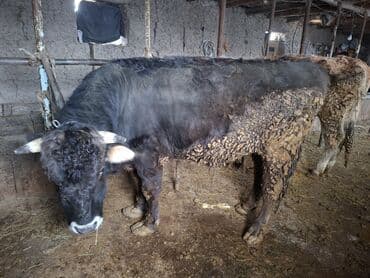 Услуги ветеринара: Продаю | Бык (самец) | Полукровка | На откорм | Племенные — 2