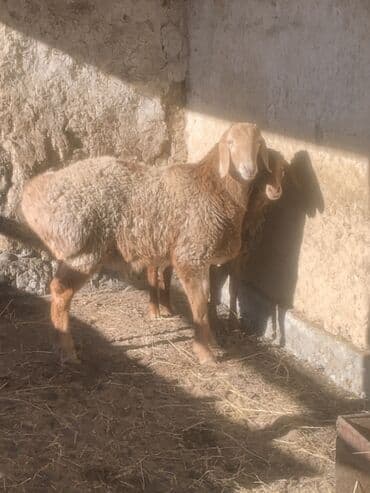 куры несушек: Продаю | Ягненок | Для разведения — 1