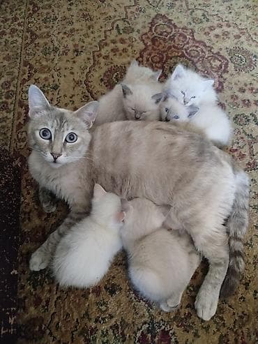 сиамские кошки котята: Котята окраса поинт (светлая шерсть с более тёмными ушками, маской — 2