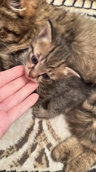 трехцветная кошка: Раздаем котят!!! помогите найти дом!! — 3