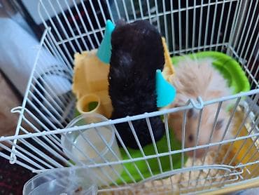 крысы белые: Домашние хомячки (2 шт.) Мальчик и девочка - Порода/тип: сирийские — 2