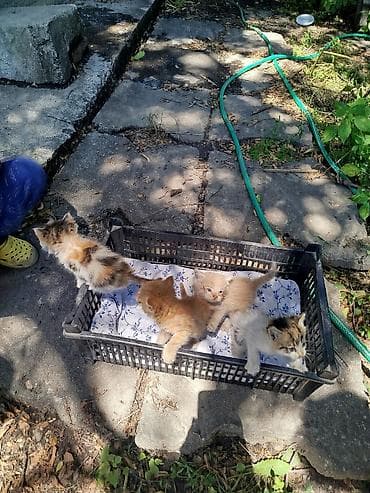 Кошки: Кошка даром: Беспородная, 2 месяца, Мальчик — 1