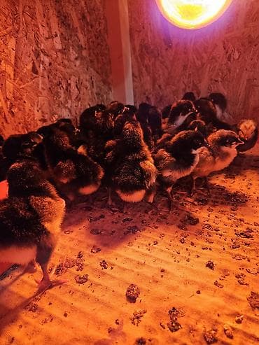 котные матки: Продаю | Цыплята | Для разведения — 7