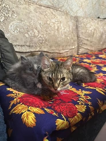 латок для котят: 2 месяца, Девочка — 4