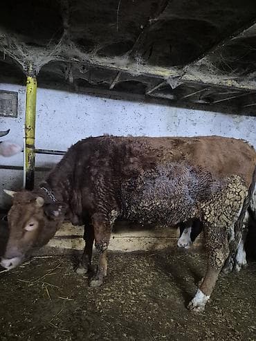 Сатам | Уй (ургаачы) | Көбөйтүү үчүн | Байланган — 1