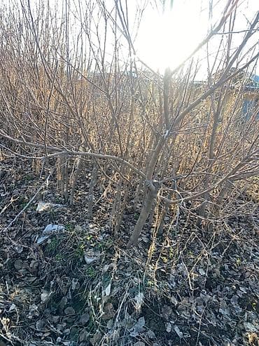 помидор цена: Саженцы яблони «Молдованский полукарлик» (летний сорт) - Возраст — 2