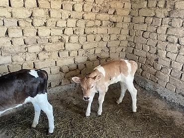 продаю пластиковые ящики: Продаю | Музоо, торпок | На откорм — 10