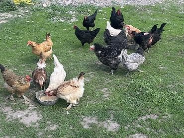 Продаю | Куры | Домашняя | Несушки