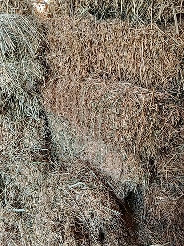 Башка жаныбарлар: Продается ячменная солома, хранилась в сеновале тюки большие плотные — 3