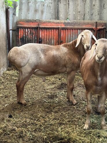 ищу работу помощник повара без опыта: Требуется Скотник, Оплата Еженедельно — 1