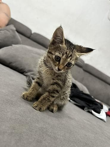 Отдаем котенка мальчик 2 мес в добрые руки .Находимся Новопокровка lalafo.kg да Отдаем котенка мальчик 2 мес в добрые руки .Находимся Новопокровка