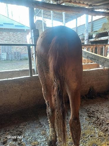 дончак жеребец: Продаю | Жеребец | Рабочий — 2