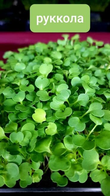 превосходный сорт яблок: Продается вкусная красивая и очень полезная микрозелень в большом — 14