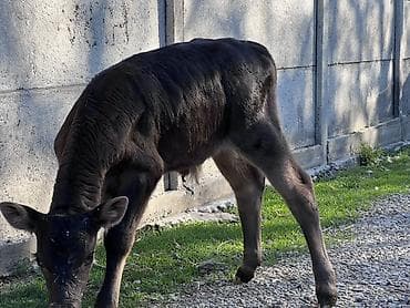 продам корову: Продаю | Бык (самец) — 1