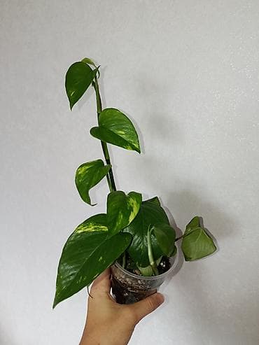 Эпипремнум золотистый Растение цветок (сциндапсус, Epipremnum aureum)