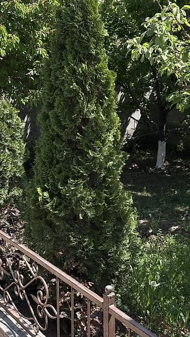 Туя бесплатно