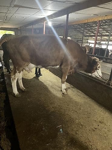 бекер иттер: Сатам | Уй (ургаачы) | Ангус, Голштин | Сүт алуу үчүн — 2