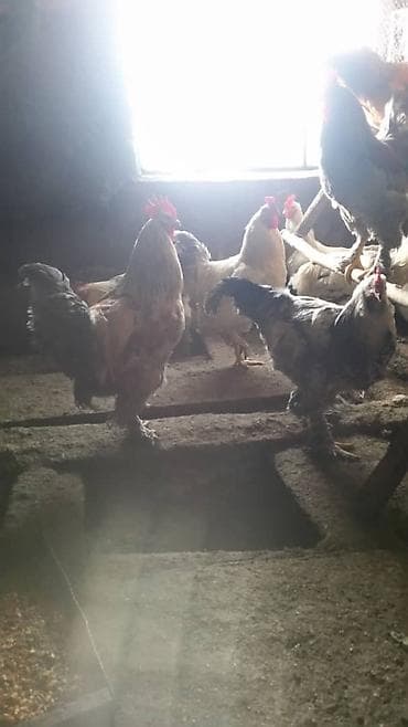 кане корсо цена: Продам петухов. цена 1000 сом. доставки нет. оплата наличными — 1