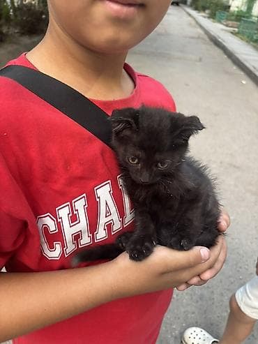 где можно взять кошку: Кошка даром: Беспородная, Девочка — 1