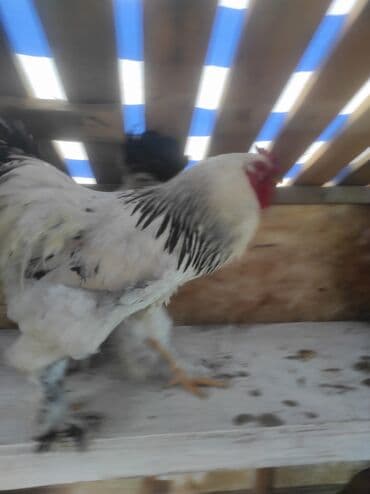 кой кыркыч: Продаю Куриц и петухов породы "Брама" Яйценоские и на мясо. Отличные — 5