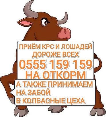 Услуга: прием КРС и лошадей. - Принимаем крупный рогатый скот и
