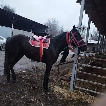 лошадь белый: Продаю | Кобыла (самка) | Полукровка | Конный спорт | Племенные — 7