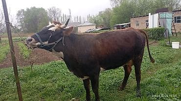 продаются бараны: Продаю | Корова (самка) | Для молока — 1