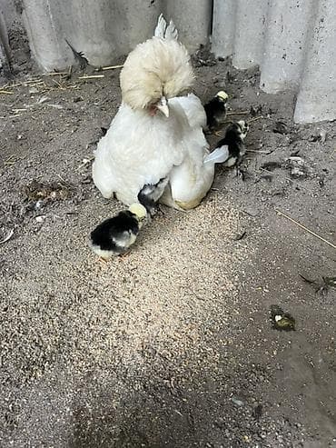 үй жаныбарлар: Сатам | Балапандар — 2