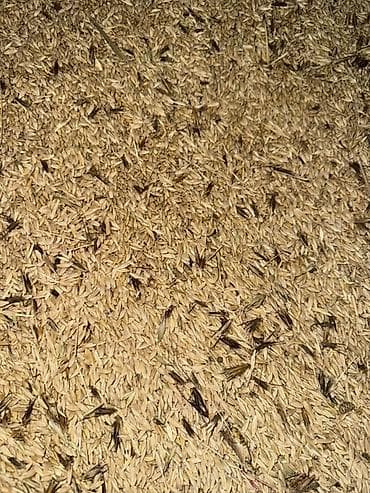 продаю мёд оптом: Срочно продаю ячьмень хорошего качества Чуйская обл. Сокулукский район — 1