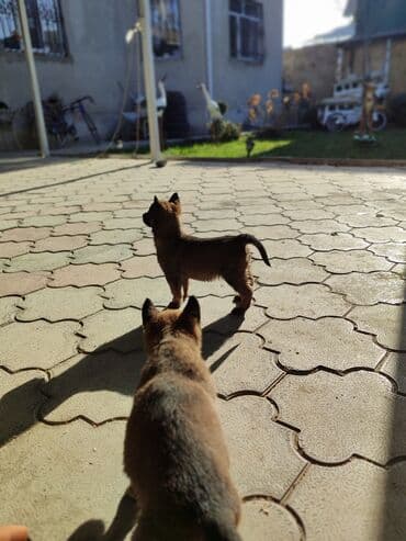 шприц жане купить в бишкеке: 25.10.25 документамиЩенки породы, бельгийскую овчарку (малинуа) - — 5