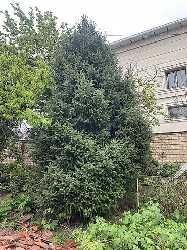 тактай лес: Ель/пихта крупномеры для пересадки. - Несколько взрослых хвойных — 2