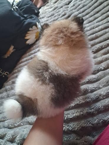 Үй жаныбарлары: Помиранский шпиц •Девочка •Родилась 14 .03.2026 •Окрас : пати-колор — 7