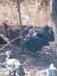 купить чау чау в бишкеке: Продаю | Индюшка (самка), Индюк (самец) | Полукровка, Черный принц | На забой, Для разведения | Племенные — 6