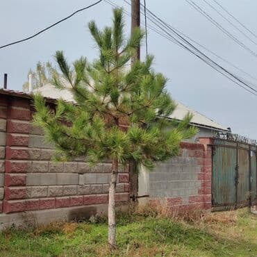 сам мойка аппарат цена бишкек: Көчөттөр дарактардын: Карагайлар, Өзү алып кетүү, Акылуу жеткирүү — 10