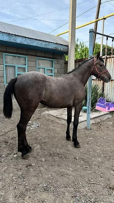 жирные лошади: Продаю | Жеребец | Кара Жорго | Конный спорт | Племенные — 1