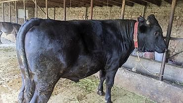 бык ангуст: Продаю | Бык (самец) | На откорм | Привязанные — 2