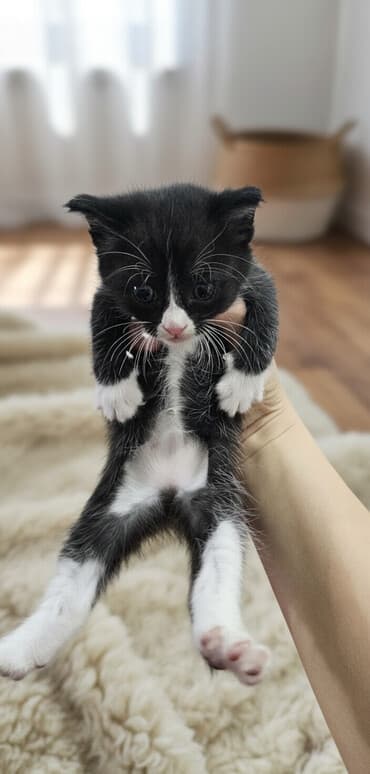 Котята домашние, короткошёрстные. Окрас: - черно-белые «смокинги»