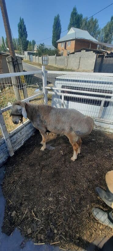 связи с переездом: Сатам | Кочкор (эркек) | Арашан | Союуга, Көбөйтүү үчүн | Асыл тукумдуу — 1