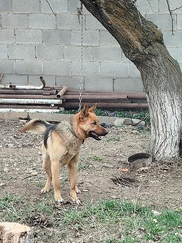 немецкая овчарки: Немецкая овчарка, 1 год, Самец, С прививкой — 3