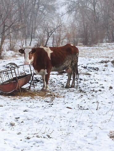 Продаю | Корова (самка) | Для молока