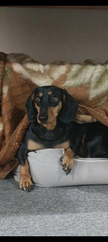 отдам сабаку: Собака даром: Такса, 3 года, Самка, С прививкой, С родословной — 1