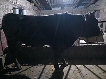 арашан ко: Сатам | Бука (эркек) | Бордоп семиртүү үчүн | Байланган — 3