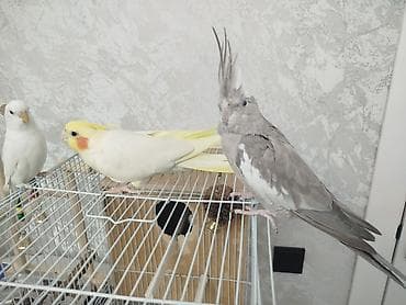 Продам 2-х попугаев корелл, серая самка, желто белый самец. самцу 1,5