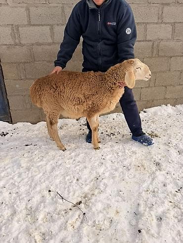 простой тоок: Продаю | Овца (самка) | Для разведения — 3