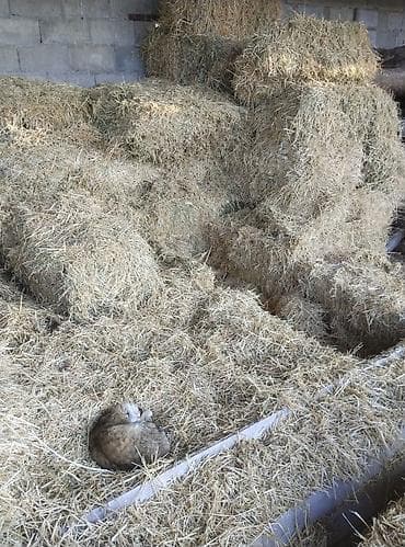 Сено в тюках - Малые прямоугольные тюки, плотная вязка шпагатом -