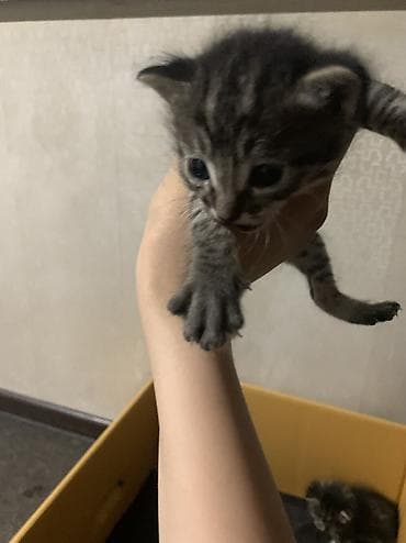 Отдам даром кошку: Раздам котят!!! Здоровые малыши, есть и девочки и мальчики, к рукам — 2